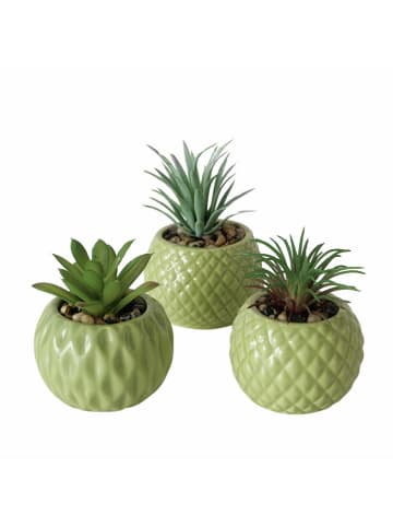 Boltze 3er-Set: Topfpflanzen "Maluha" in Grün  - (H)10,5 x Ø 7,5 cm