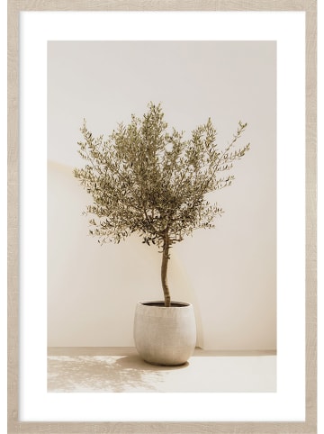 Ars Longa Gerahmter Kunstdruck "Olive tree"