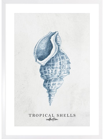 Ars Longa Ingelijste kunstdruk "Tropical shell collection no. 1" - (L)70 x (B)50 cm