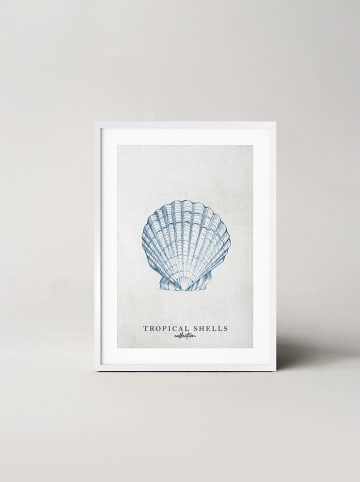 Ars Longa Gerahmter Kunstdruck "Tropical shell collection no. 2" - (L)70 x (B)50 cm