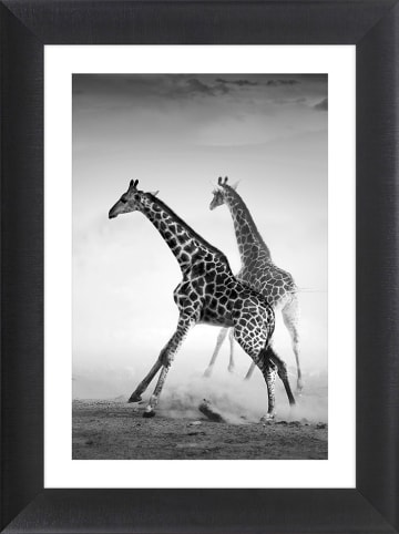 Ars Longa Gerahmter Kunstdruck "Running Giraffes" - (L)70 x (B)50 cm