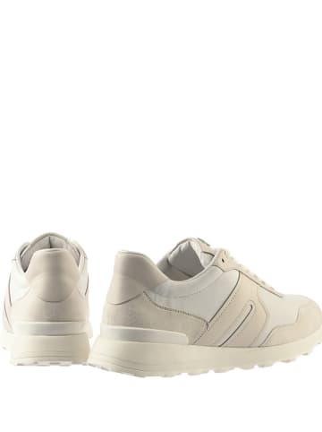Högl Leder-Sneakers "Tony" in Creme/ Weiß