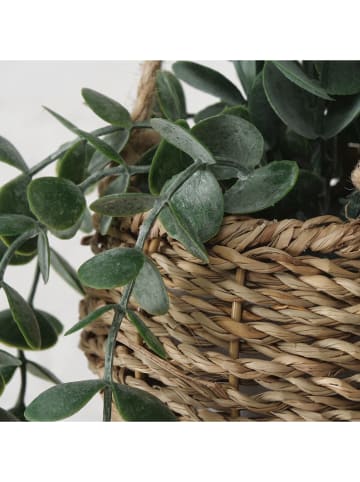 Boltze Topfpflanze "Eukalyptus" in Grün/ Hellbraun - (H)78 cm