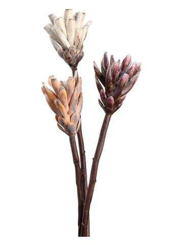 LEONARDO Kunstblume ''Fiore'' in Beige/ Rosa/ Apricot - (L)50 cm