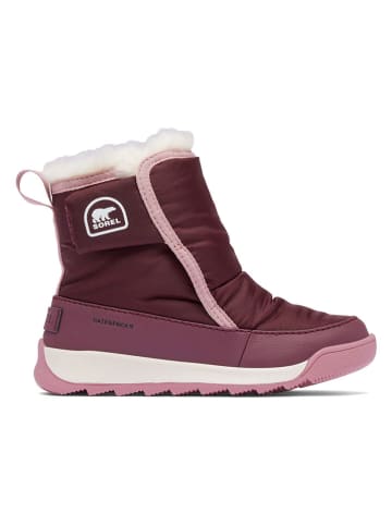 Sorel Botki "Whitney" w kolorze fioletowym