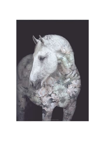Poster & Frame Kunstdruck "Portraits Andalusian Horse"