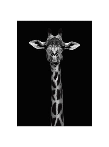 Poster & Frame Kunstdruck "Giraffe portrait"