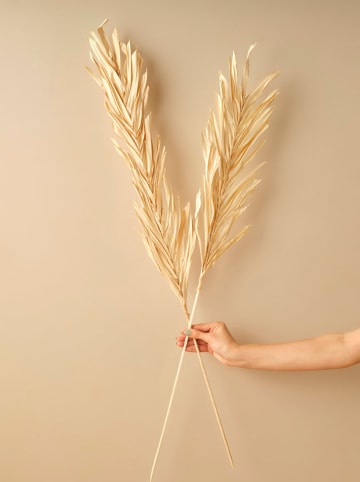 BELLA MAISON Trockenpflanze Linden Dal" in Beige - (H)100 cm