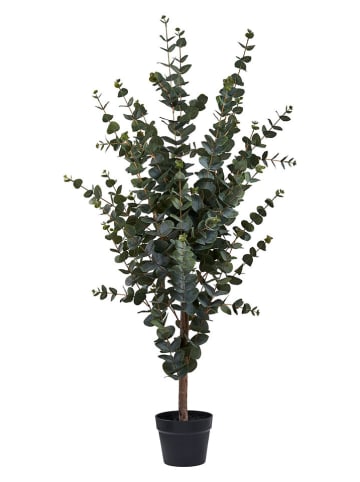 House Nordic Sztuczna roślina "Eucalyptus Tree" w kolorze zielonym - wys. 120 cm