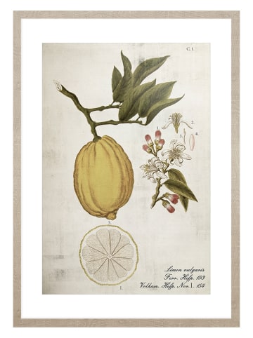 Ars Longa Gerahmter Kunstdruck "Lemon Life Cycle" - (L)70 x (B)50 cm