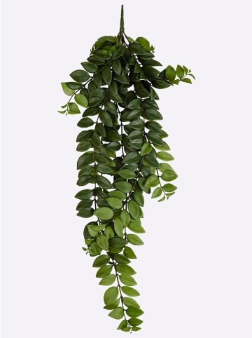 heine home Sztuczna roślina "Columnea" w kolorze zielonym - 23 x 88 x 8 cm