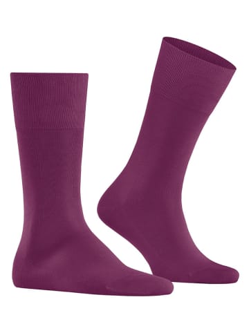 Falke Sokken "Tiago" paars