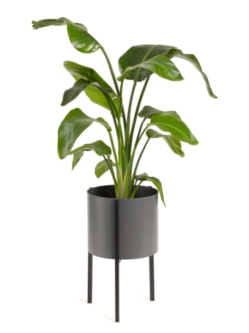 Lifa Living Pflanzenständer "Delphine" in Grau - (H)50 cm