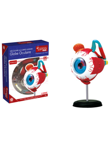 MGM Lernmodell ''das Auge'' - ab 8 Jahren