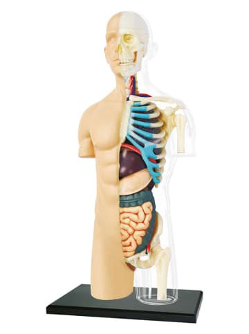 MGM 37tlg. Bausatz "Anatomie" - ab 8 Jahren