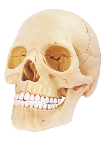 MGM 17-delige bouwset "Anatomie" - vanaf 8 jaar