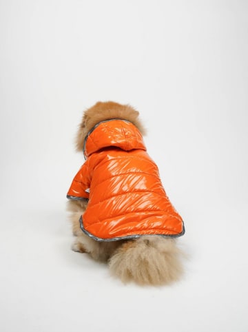 Paws&Whiskers Bluza w kolorze pomarańczowym dla psa