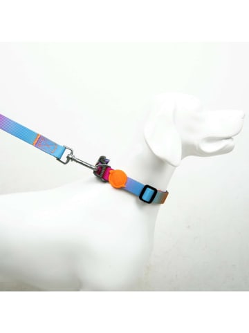 Paws&Whiskers Hundehalsband in Hellblau/ Orange