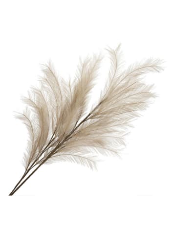 Homla Dekozweig ''Canne'' in Beige - (L)100 cm