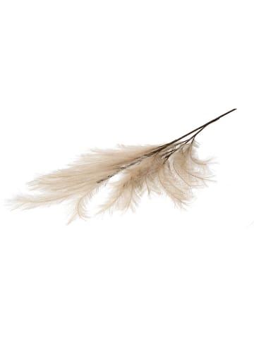 Homla Decoratieve tak ''Canne'' beige - (L)100 cm