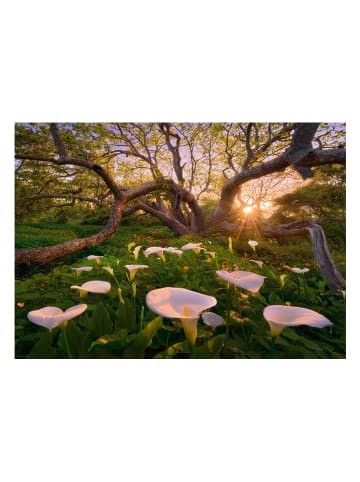 HEYE 1.000-częściowe puzzle "Calla Clearing" - 12+