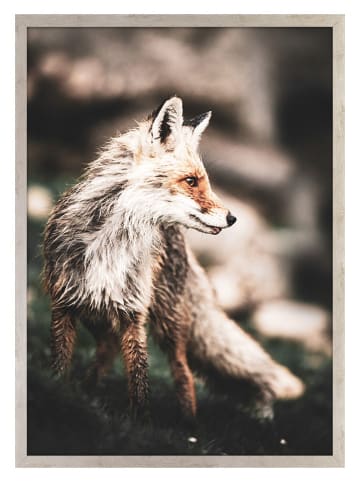 Ars Longa Gerahmter Kunstdruck "Red Fox" - (L)70 x (B)50 cm