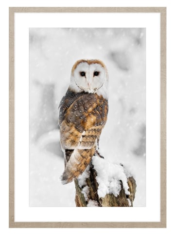 Ars Longa Gerahmter Kunstdruck "Owl In Winter Scenery" - (L)70 x (B)50 cm