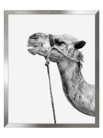 Ars Longa Druk artystyczny "Camel" w ramce - 70 x 50 cm