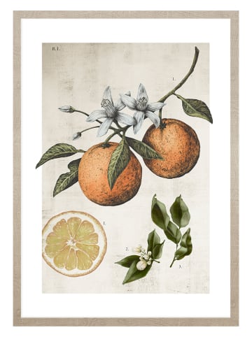 Ars Longa Ingelijste kunstdruk "Orange Life Cycle" - (L)70 x (B)50 cm