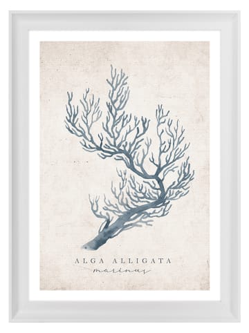 Ars Longa Gerahmter Kunstdruck "Alga Alligata Illustration" - (L)70 x (B)50 cm
