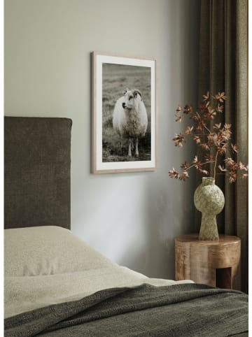 Ars Longa Druk artystyczny "Ram In The Meadow" w ramce - 70 x 50 cm