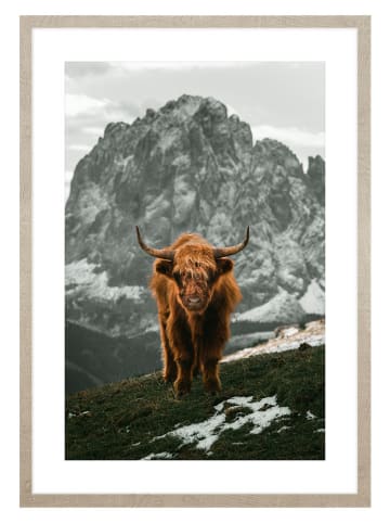 Ars Longa Druk artystyczny "Scottish Cattle In The Mountains" w ramce - 70 x 50 cm