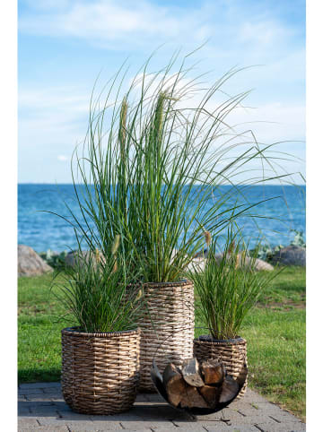 House Nordic 3er-Set: Pflanzgefäße "Hanoi" in Hellbraun