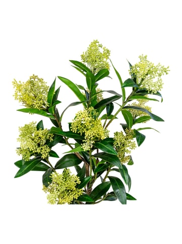 House Nordic Sztuczna roślina "Skimmia Tree" w kolorze zielonym - wys. 75 cm