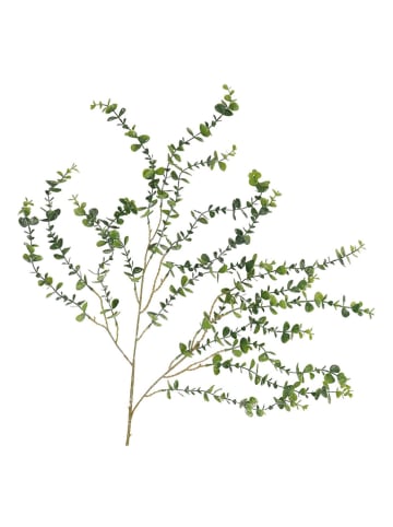 daan kromhout Dekoracyjna gałązka "Eucalyptus" w kolorze zielonym - wys. 89 cm