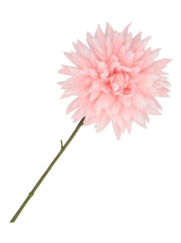 daan kromhout Sztuczny kwiat "Dahlia" w kolorze jasnoróżowo-zielonym - wys. 65 cm