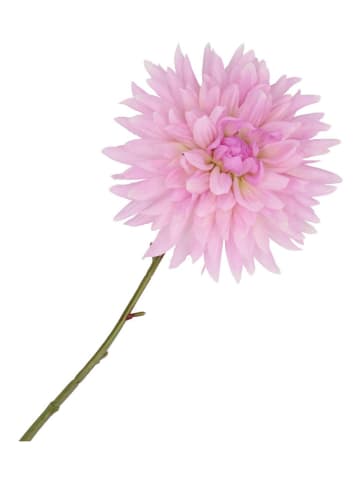 daan kromhout Sztuczny kwiat "Dahlia" w kolorze fioletowo-zielonym - wys. 65 cm