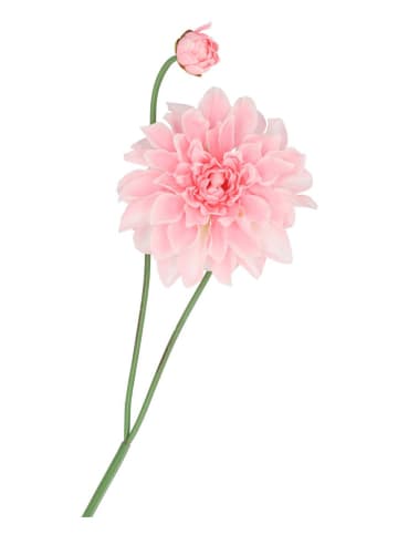 daan kromhout Sztuczny kwiat "Dahlia" w kolorze jasnoróżowo-zielonym - wys. 78 cm