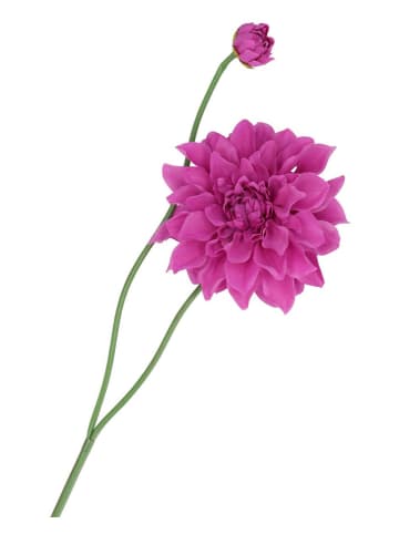 daan kromhout Kunstblume "Dahlia" in Lila/ Grün - (H)78 cm