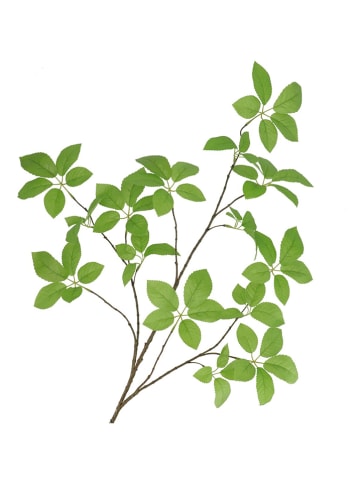 daan kromhout Decotak "Leaf Elder" groen/bruin - (H)124 cm