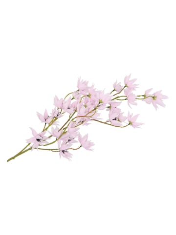 daan kromhout Decotak "Clematis Tak" paars/bruin - (H)63 cm