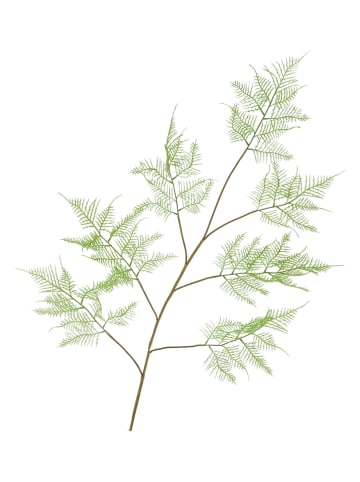 daan kromhout Decotak "Fern Asparagus" lichtgroen/bruin - (H)138 cm