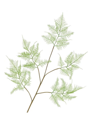 daan kromhout Decotak "Fern Asparagus" lichtgroen/bruin - (H)107 cm