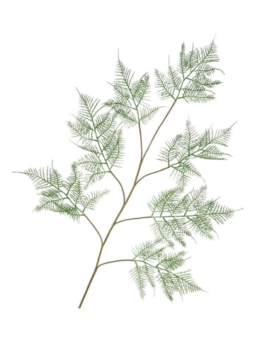 daan kromhout Decotak "Fern Asparagus" donkergroen/bruin - (H)138 cm