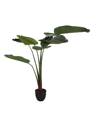 daan kromhout Sztuczna roślina "Strelitzia" w kolorze zielonym - wys. 159 cm