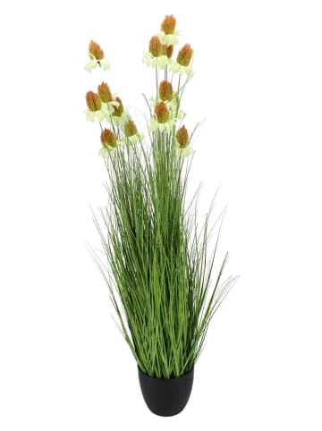 daan kromhout Sztuczna roślina "Cosmos Grass" w kolorze zielonym - wys. 150 cm