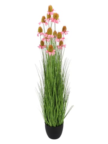 daan kromhout Sztuczna roślina "Cosmos Grass" w kolorze różowo-zielonym - wys. 150 cm