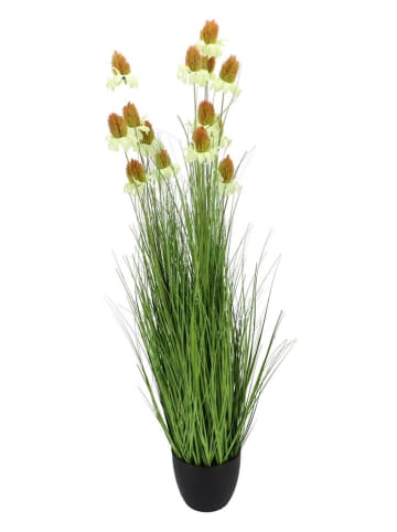 daan kromhout Sztuczna roślina "Cosmos Grass" w kolorze zielonym - wys. 120 cm