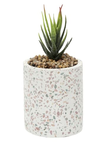 THE HOME DECO FACTORY Sztuczna roślina w kolorze biało-zielonym w doniczce z lastryko - wys. 11 cm