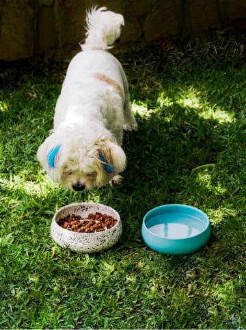 Paws&Whiskers Voerbak wit/zwart - (H)6 x Ø 16 cm